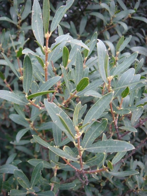 Phillyrea latifolia